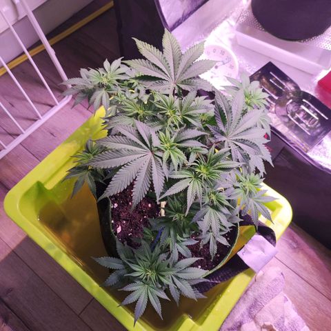 Kalashnikova  #2 growlog timeline photo