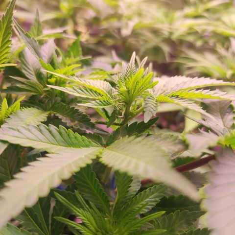 Kalashnikova  #2 growlog timeline photo
