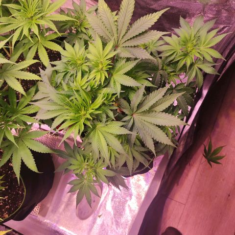 Kalashnikova  #2 growlog timeline photo