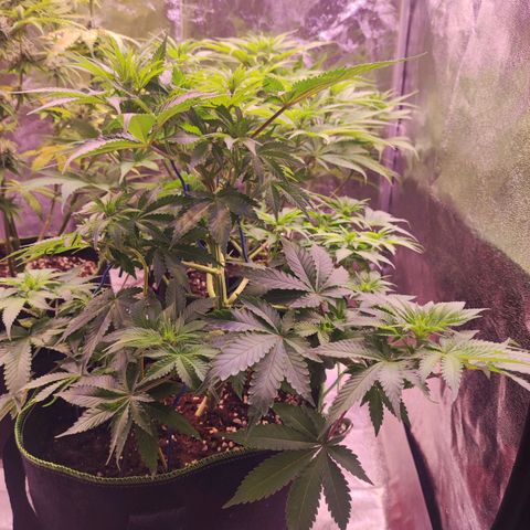 Kalashnikova  #2 growlog timeline photo