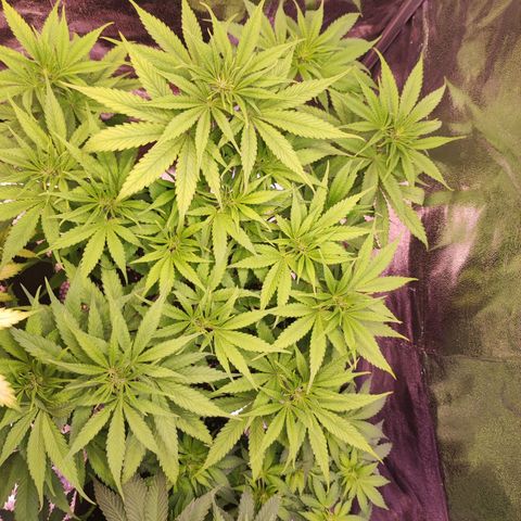 Kalashnikova  #1 growlog timeline photo