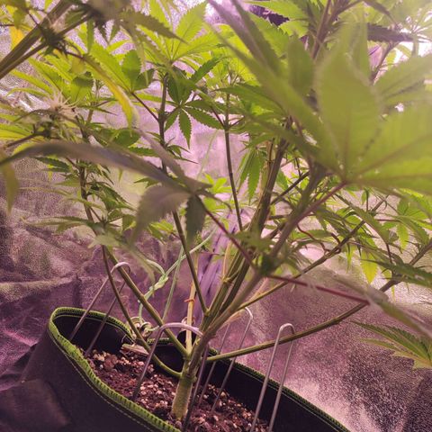 Kalashnikova  #1 growlog timeline photo