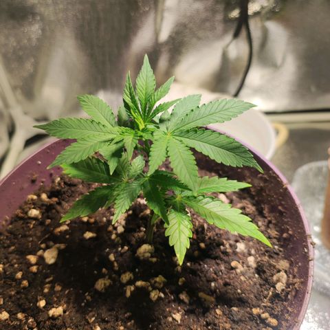 Kala  growlog timeline photo