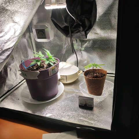 Kala  growlog timeline photo
