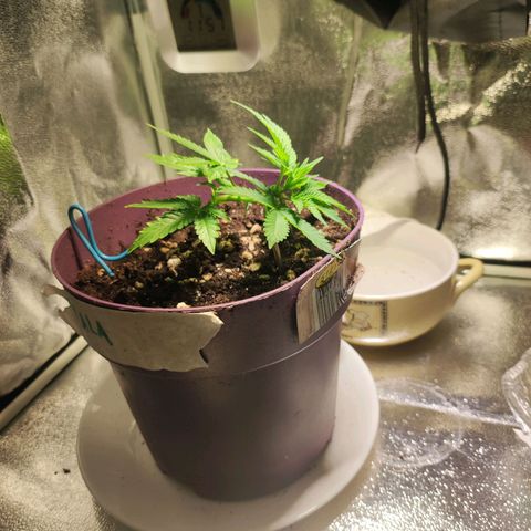Kala  growlog timeline photo