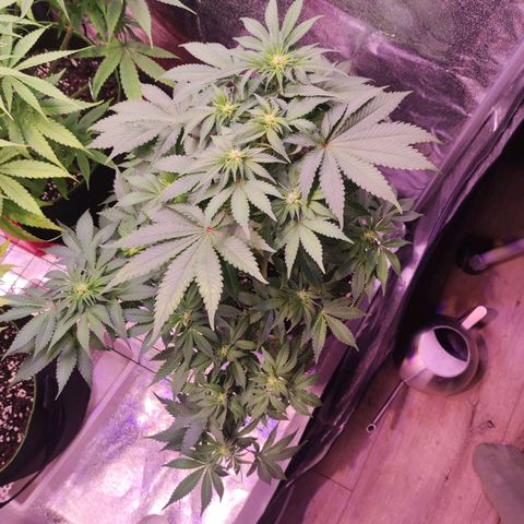 Kalashnikova  #2 growlog timeline photo