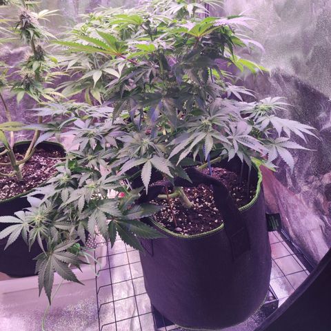 Kalashnikova  #2 growlog timeline photo