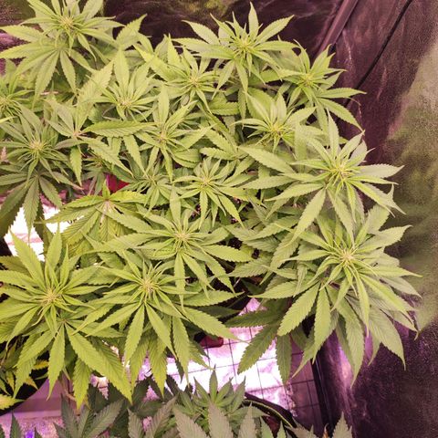 Kalashnikova  #1 growlog timeline photo