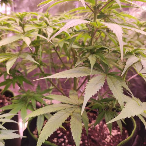 Kalashnikova  #1 growlog timeline photo
