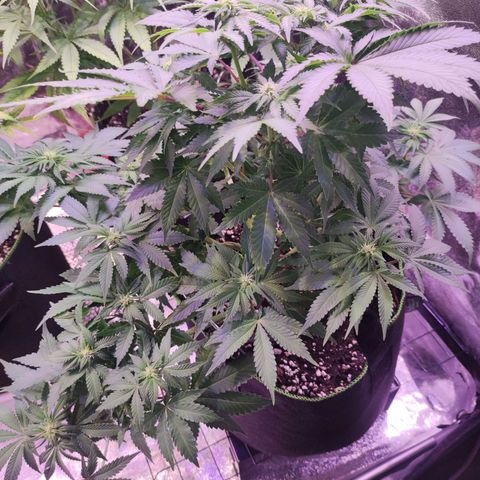 Kalashnikova  #2 growlog timeline photo