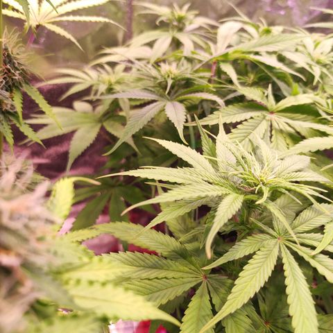 Kalashnikova  #1 growlog timeline photo