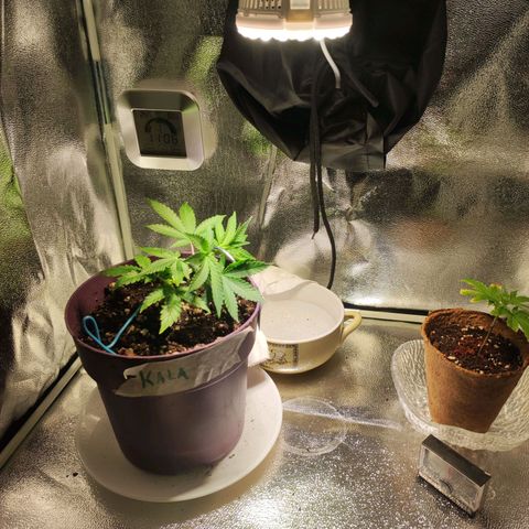 Kala  growlog timeline photo