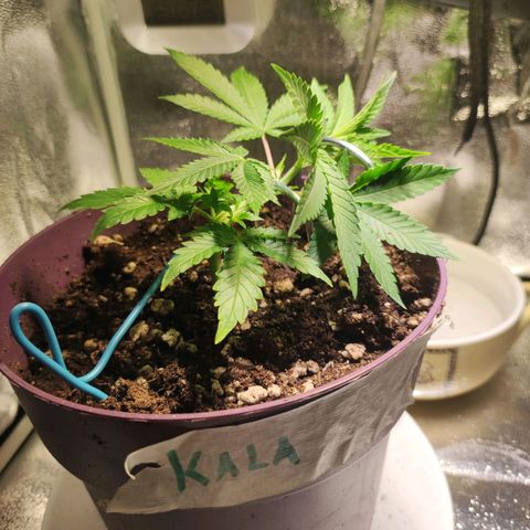 Kala  growlog timeline photo