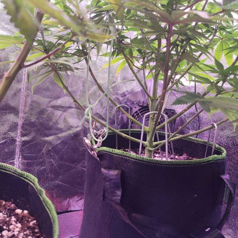 Kalashnikova  #1 growlog timeline photo