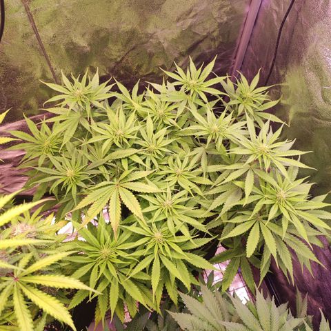 Kalashnikova  #1 growlog timeline photo