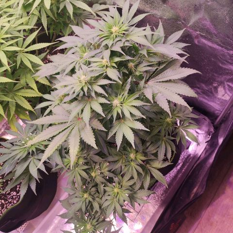 Kalashnikova  #2 growlog timeline photo