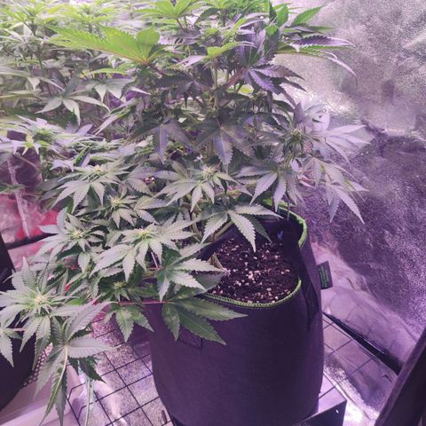 Kalashnikova  #2 growlog timeline photo