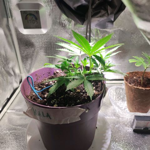 Kalashnikova  #2 growlog timeline photo
