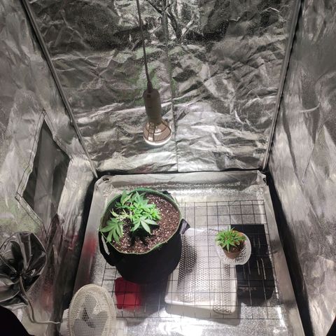 Kala  growlog timeline photo