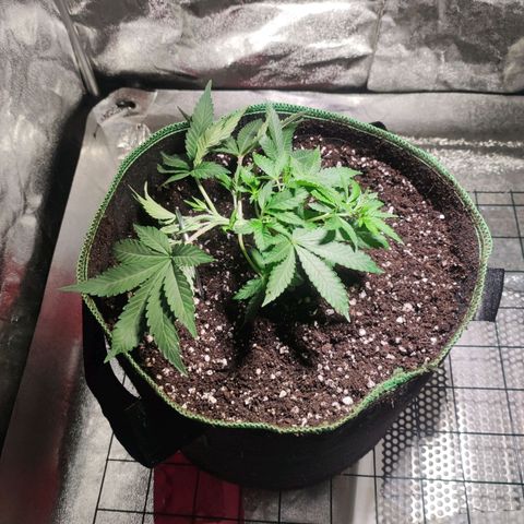 Kala  growlog timeline photo