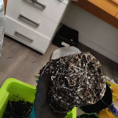 Kala  growlog timeline photo