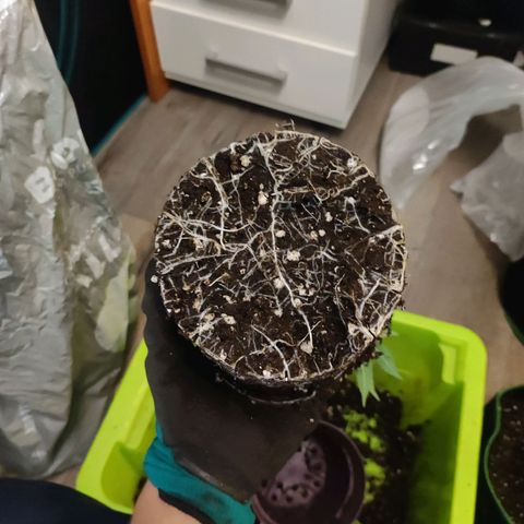 Kala  growlog timeline photo