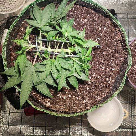 Kala  growlog timeline photo
