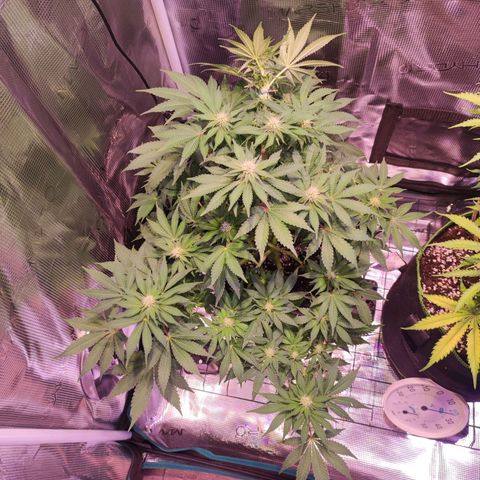 Kalashnikova  #2 growlog timeline photo