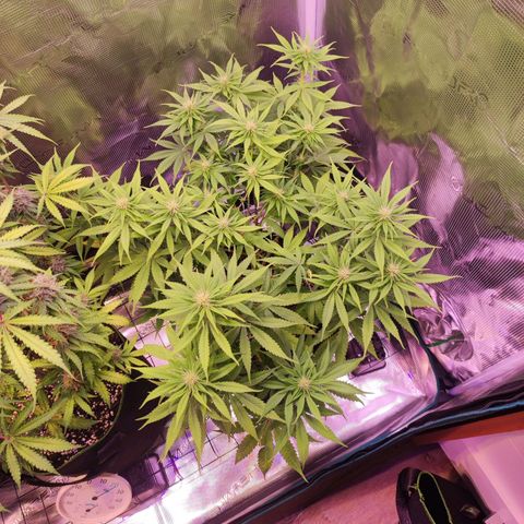 Kalashnikova  #1 growlog timeline photo
