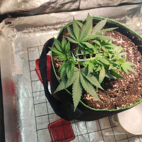 Kala  growlog timeline photo