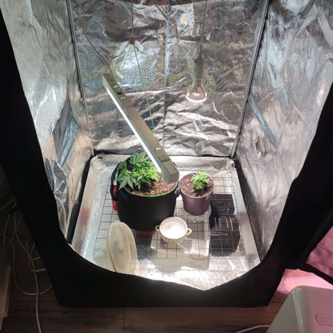 Kala  growlog timeline photo