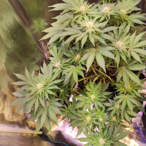 Kalashnikova  #2 growlog timeline photo