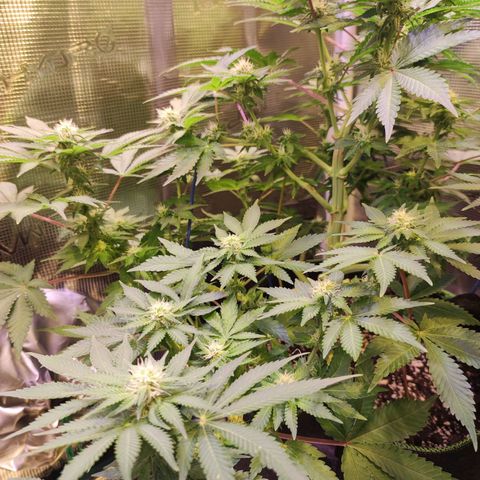 Kalashnikova  #2 growlog timeline photo