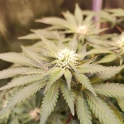 Kalashnikova  #2 growlog timeline photo