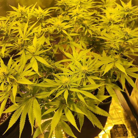 Kalashnikova  #1 growlog timeline photo