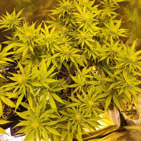 Kalashnikova  #1 growlog timeline photo