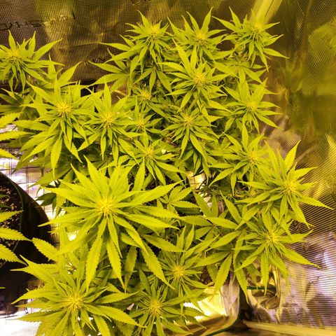 Kalashnikova  #1 growlog timeline photo