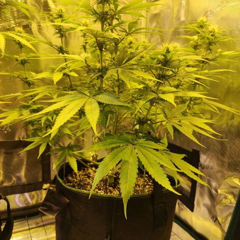 Kalashnikova  #1 growlog timeline photo