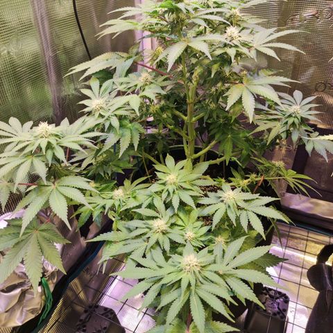 Kalashnikova  #2 growlog timeline photo