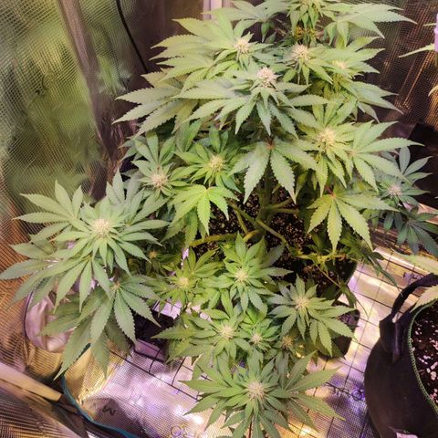 Kalashnikova  #2 growlog timeline photo