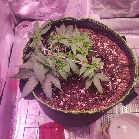 Kala  growlog timeline photo