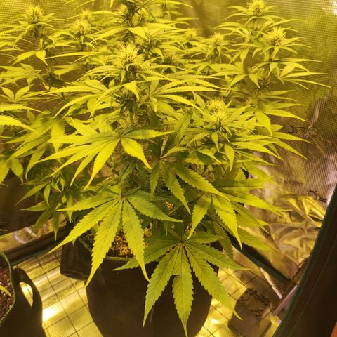 Kalashnikova  #1 growlog timeline photo