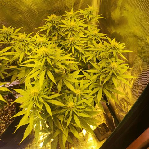 Kalashnikova  #1 growlog timeline photo