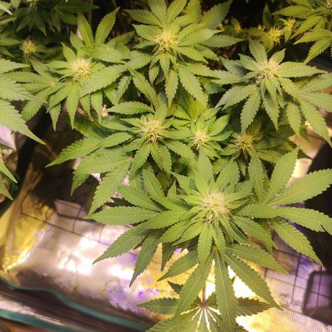 Kalashnikova  #2 growlog timeline photo