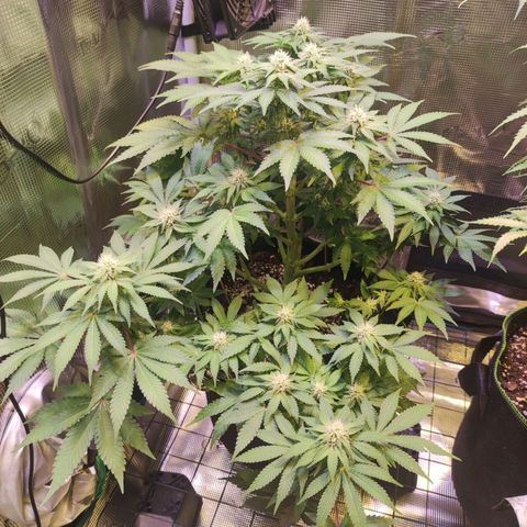 Kalashnikova  #2 growlog timeline photo