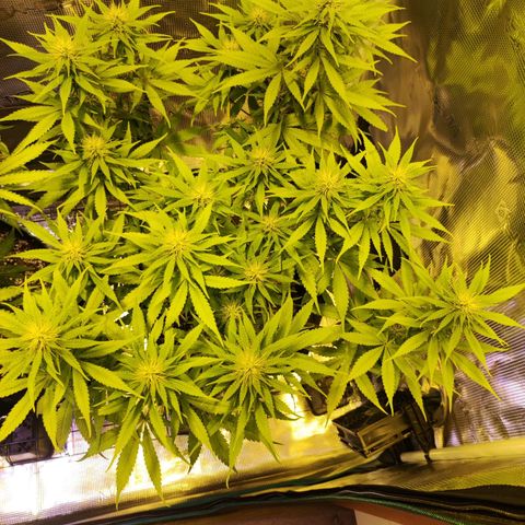 Kalashnikova  #1 growlog timeline photo