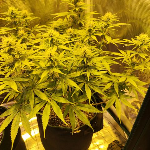 Kalashnikova  #1 growlog timeline photo