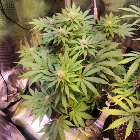 Kalashnikova  #2 growlog timeline photo