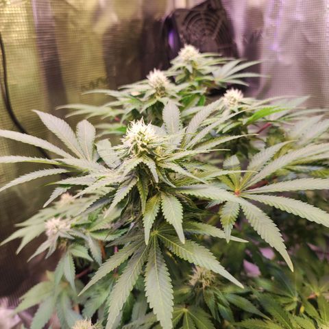 Kalashnikova  #2 growlog timeline photo