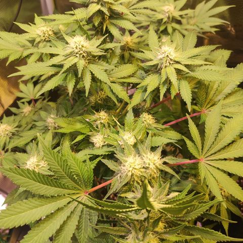 Kalashnikova  #2 growlog timeline photo
